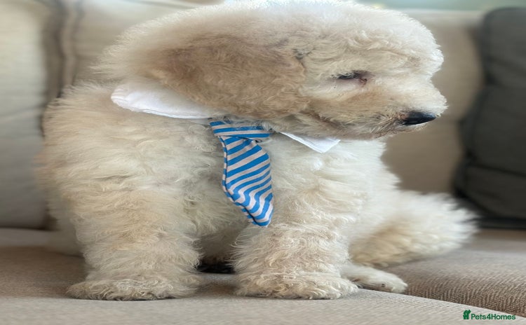 Mixed Breed dogs F1B SAINTBERNADOODLE  CREAM BOY  BLACK /WHITE GIRL - Advert 2