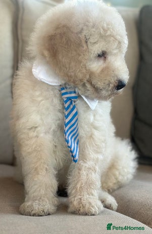 Mixed Breed dogs F1B SAINTBERNADOODLE CREAM BOY BLACK /WHITE GIRL - Advert 2