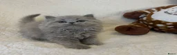 British Longhair cats for sale: Champ parents. British longhair m lilac. GCCF reg - Advert 8