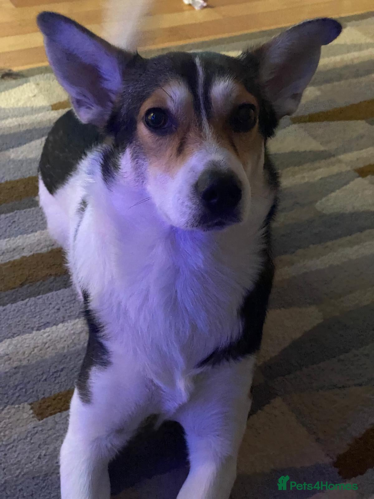 Mixed Breed dogs for sale: Oscar - Advert 6