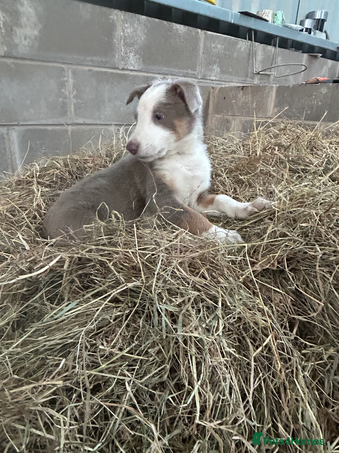 Border Collie dogs for sale: Border collie pups in Beith - Advert 4