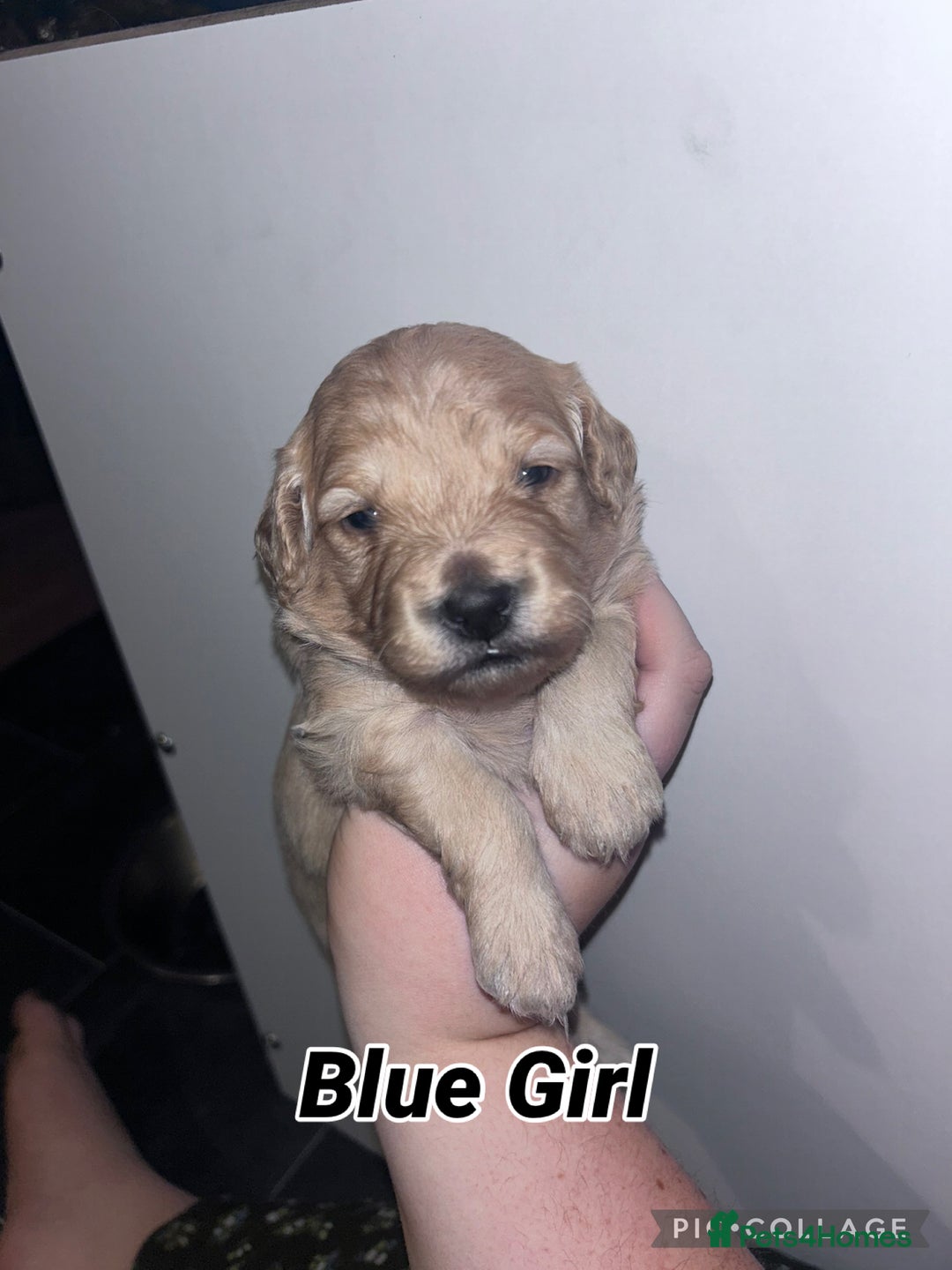 Goldendoodle dogs for sale: F1 mini Goldendoodles - Advert 23