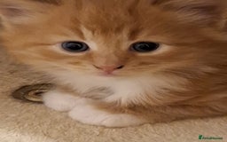 Mixed Breed cats for sale: 4 gorgerous kittens - Image 35