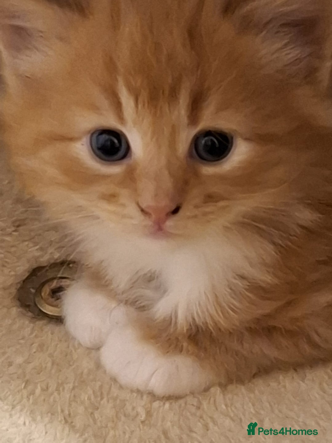 Mixed Breed cats for sale: 4 gorgerous kittens - Image 35