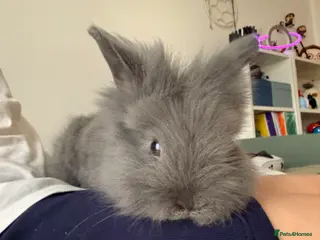 Lionhead rabbits Lionhead - Advert 5