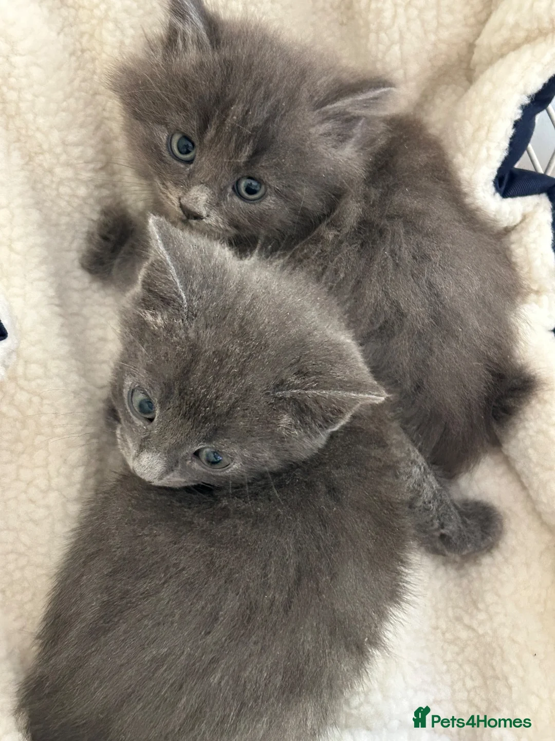 Mixed Breed cats for sale: Beautiful Kittens - Advert 2