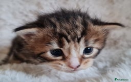 Maine Coon cats for sale: 100% Maine Coon Kittens DNA HEALTH TESTED PARENTS  - Image 26