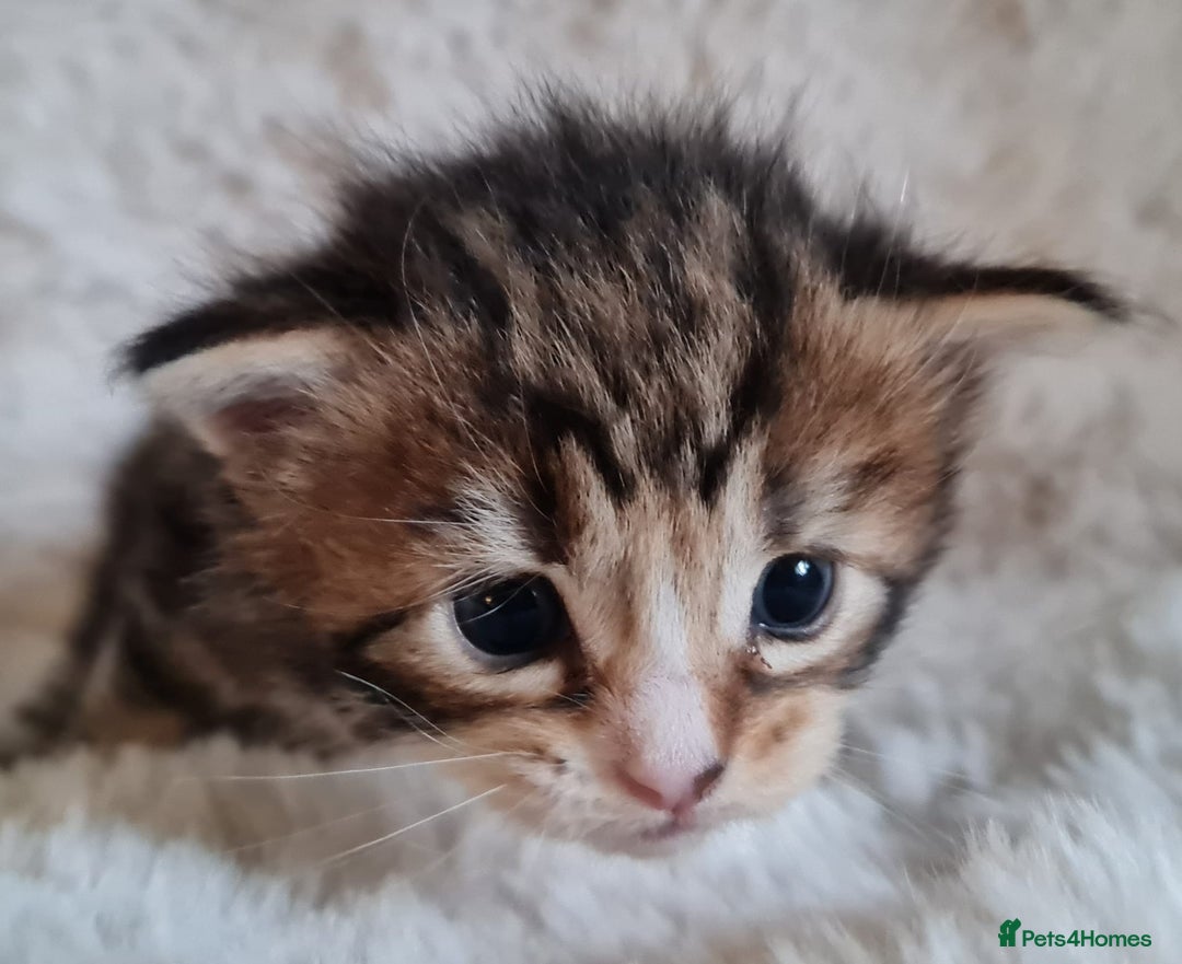 Maine Coon cats for sale: 100% Maine Coon Kittens DNA HEALTH TESTED PARENTS  - Image 26