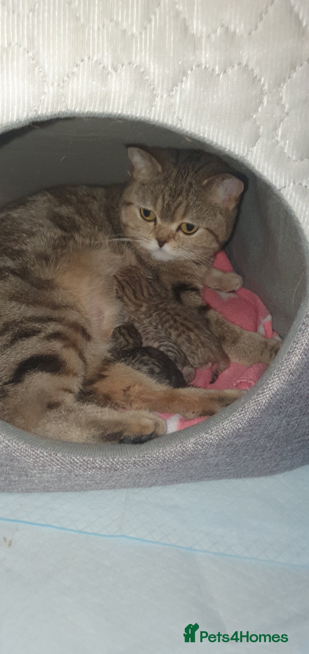 British Shorthair cats for sale: British Shorthair Black and Brown Golden Tabby ✨️  - Advert 1