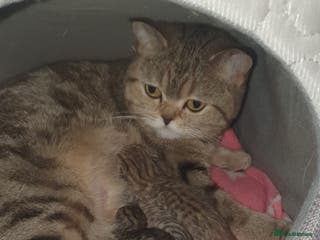 British Shorthair cats British Shorthair Black and Brown Golden Tabby ✨️ - Advert 9