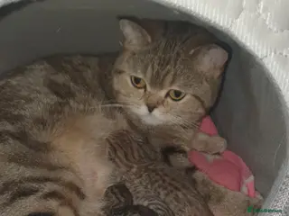 British Shorthair cats British Shorthair Black and Brown Golden Tabby ✨️ - Advert 9