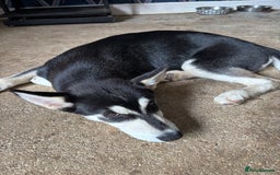 Siberian Husky dogs for sale: 2 female husky pups  - Image 3