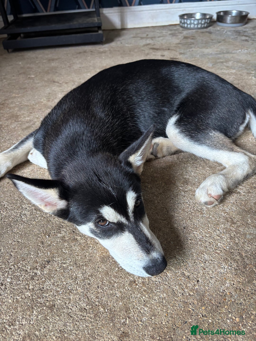 Siberian Husky dogs for sale: 2 female husky pups  - Image 3