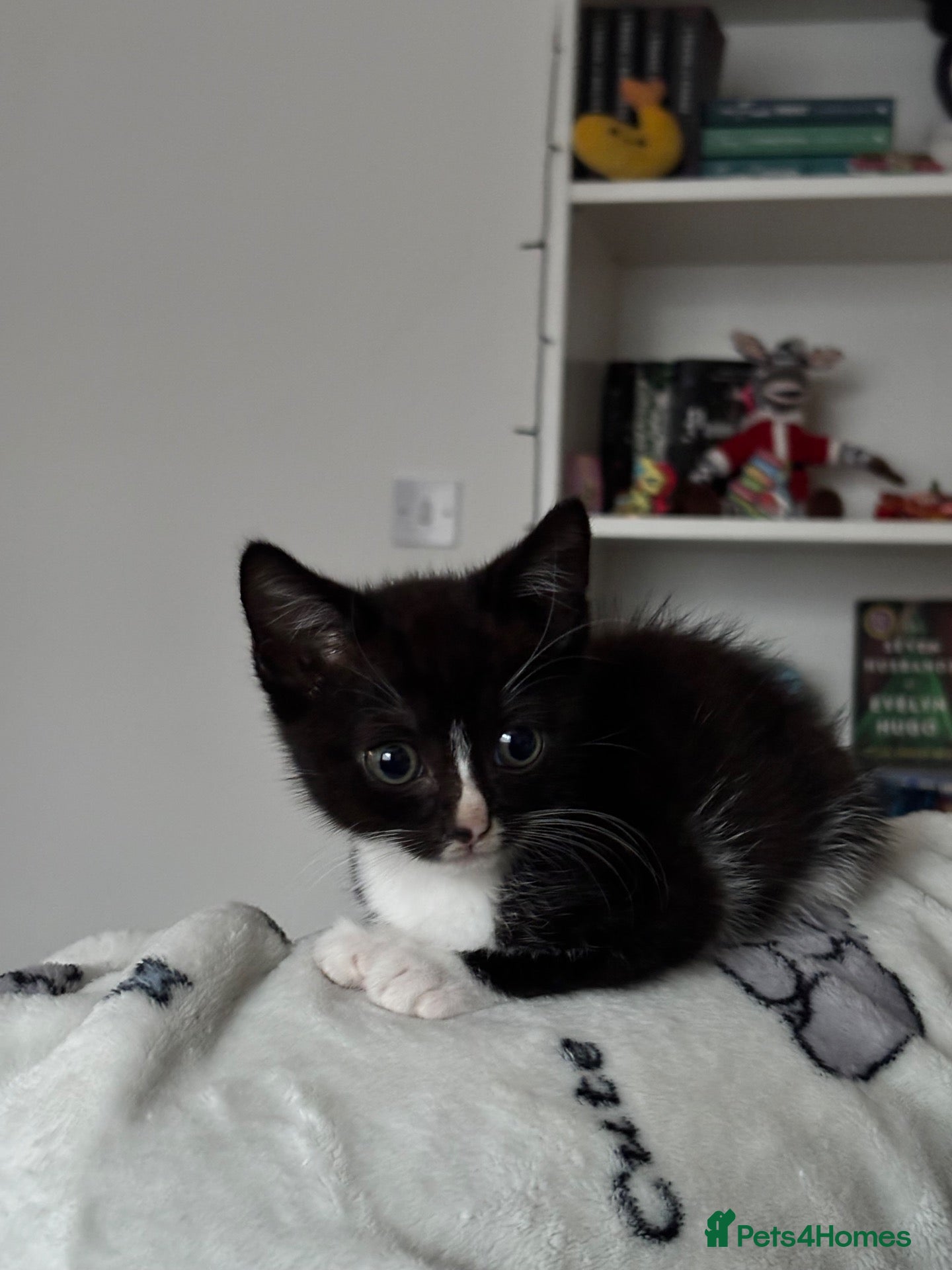 Ragdoll cats 3 month old ragdoll mixed breed  - Advert 1