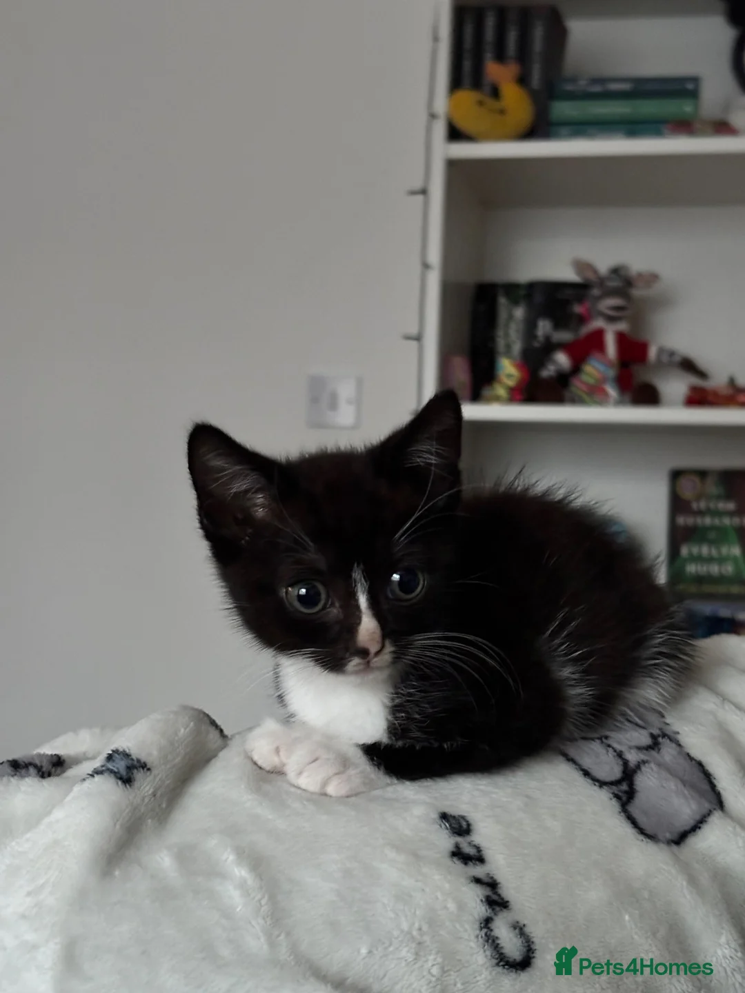 Ragdoll cats for sale: 3 month old ragdoll mixed breed  in Norwich - Advert 1