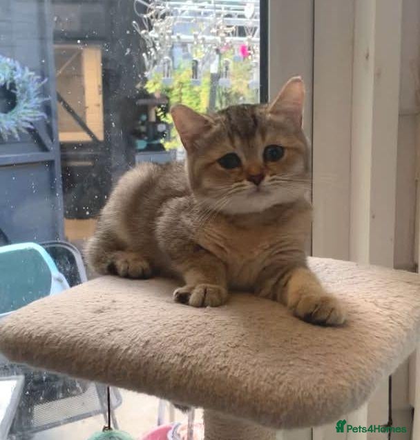 British Shorthair cats BSH Kittens 11 weeks old Shaded colours  - Advert 2