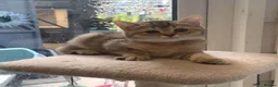 British Shorthair cats for sale: BSH Kittens 11 weeks old 3 lovely young ladies   - Advert 2