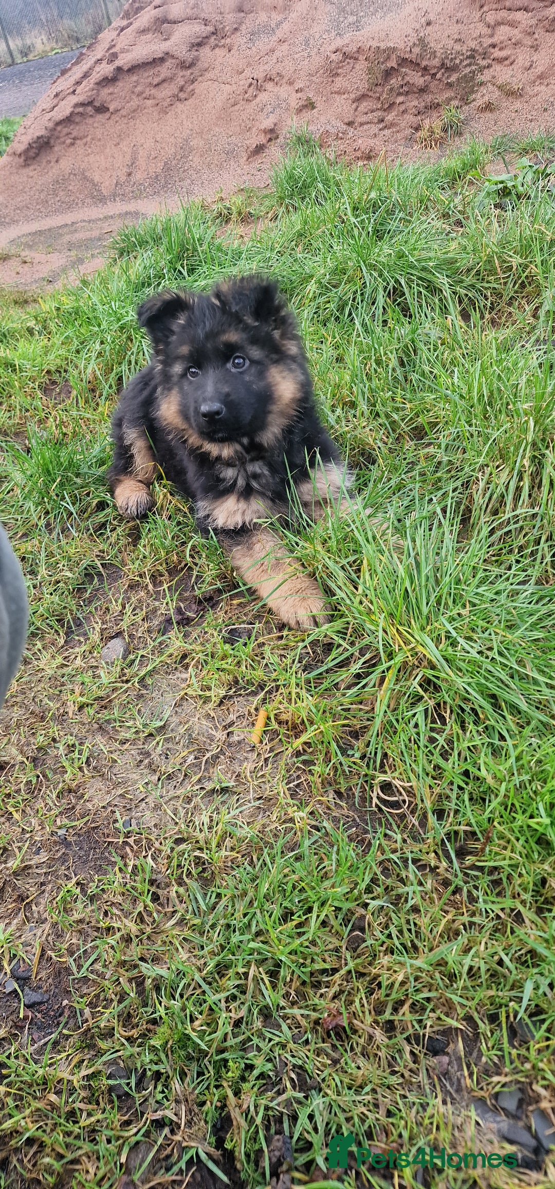 German Shepherd dogs for sale: German Shepherd pups  - Advert 19