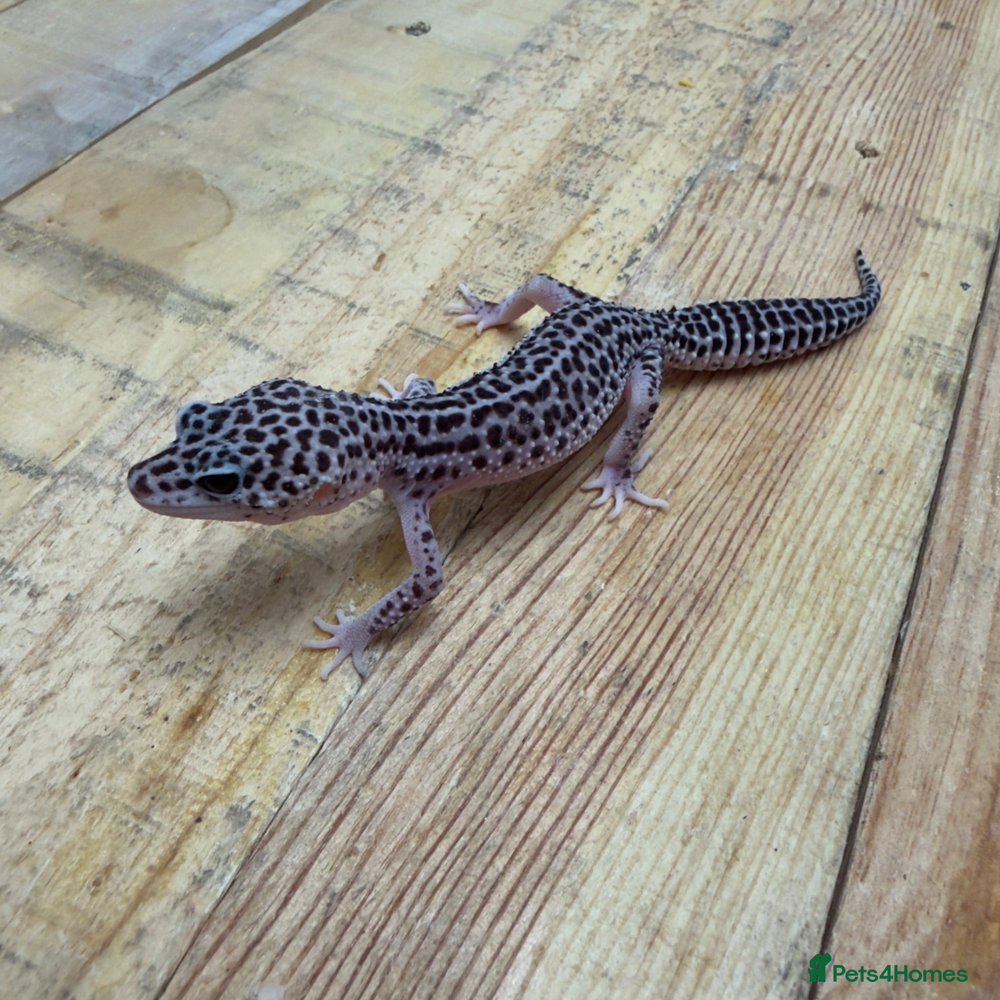 Leopard Gecko reptiles LEOPARD GECKOS - Advert 2