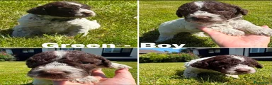 Lagotto Romagnolo 4