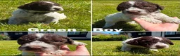 Lagotto Romagnolo dogs for sale: Lagotto Romagnolo puppies - Advert 6