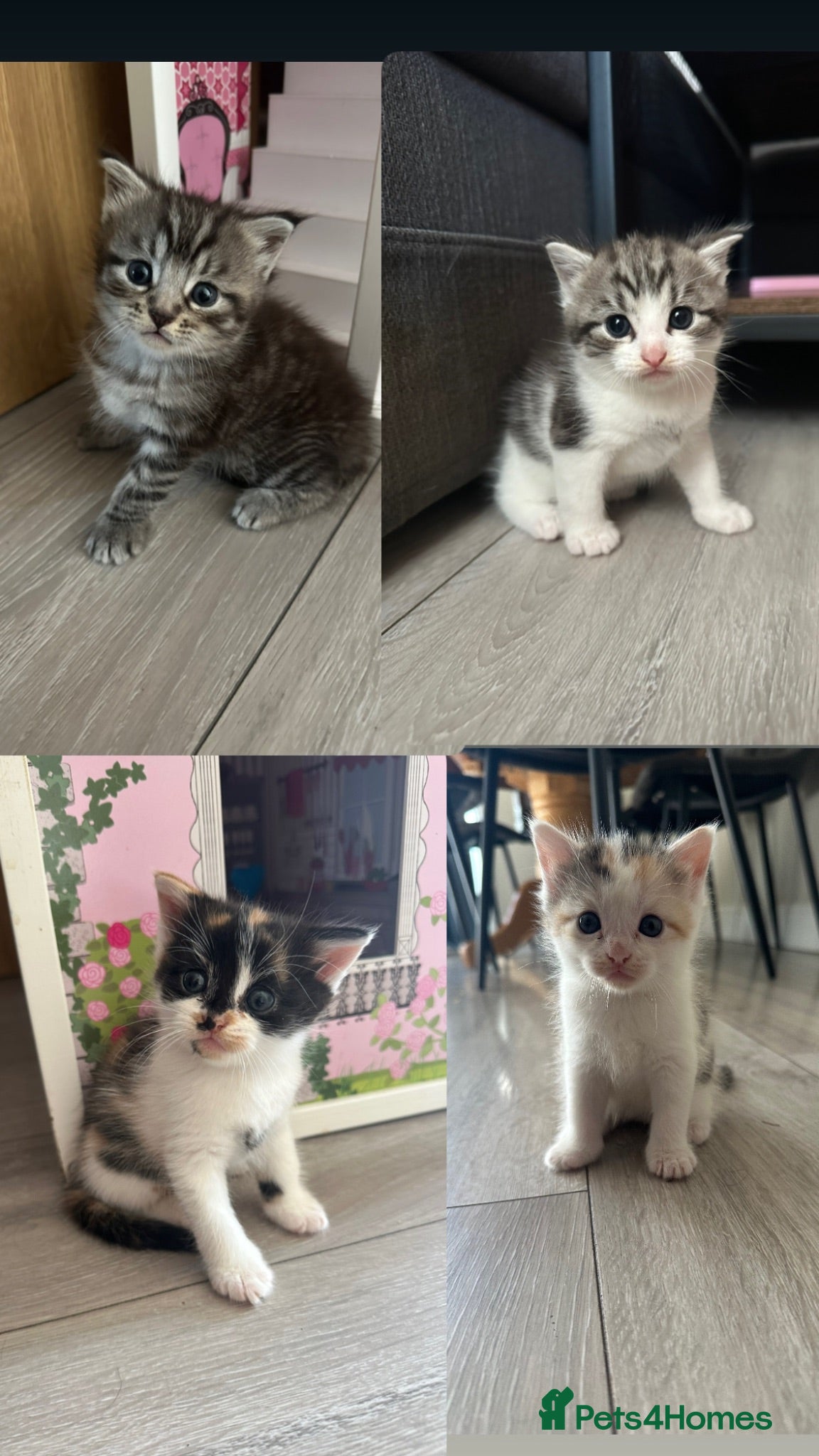Mixed Breed cats Cute fluffy kittens  - Advert 12