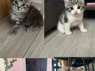 Mixed Breed cats Cute fluffy kittens - Advert 1