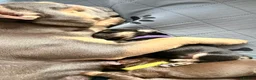 Mixed Breed dogs for sale: Sara Mendy in London - Advert 10