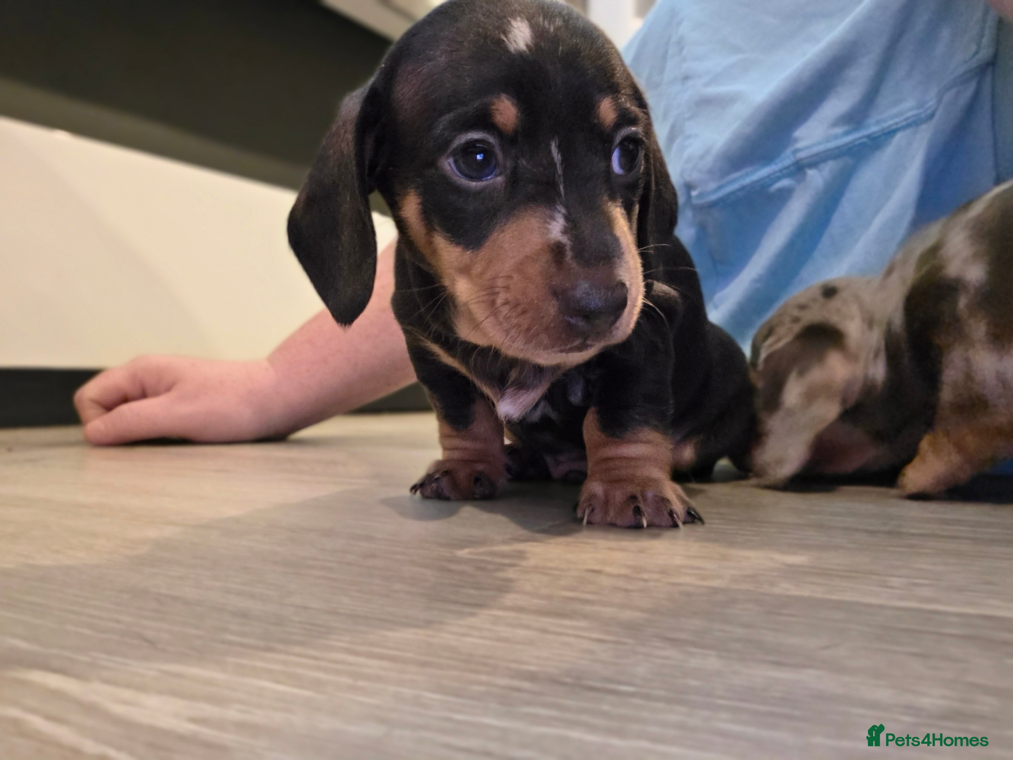 Miniature Dachshund dogs Male Miniature Dachshund - Advert 11