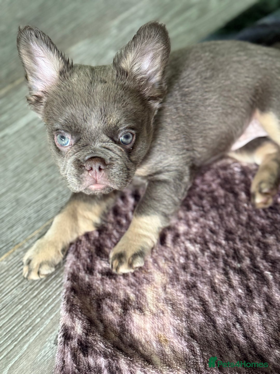 French Bulldog dogs for sale: Fluffy French bull dogs  - Image 10