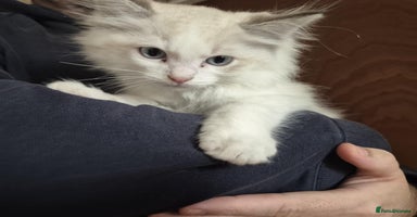 Ragdoll cats - Advert 14