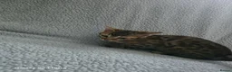 Bengal cats for sale: 1 beautiful female bengal kitten  - Advert 2