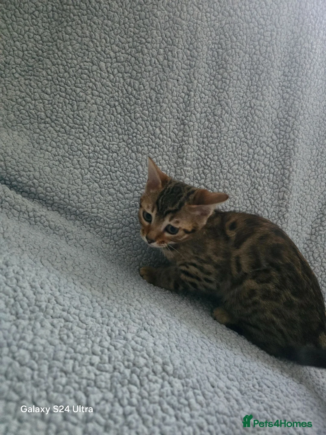 Bengal cats for sale: 1 beautiful female bengal kitten  - Advert 2
