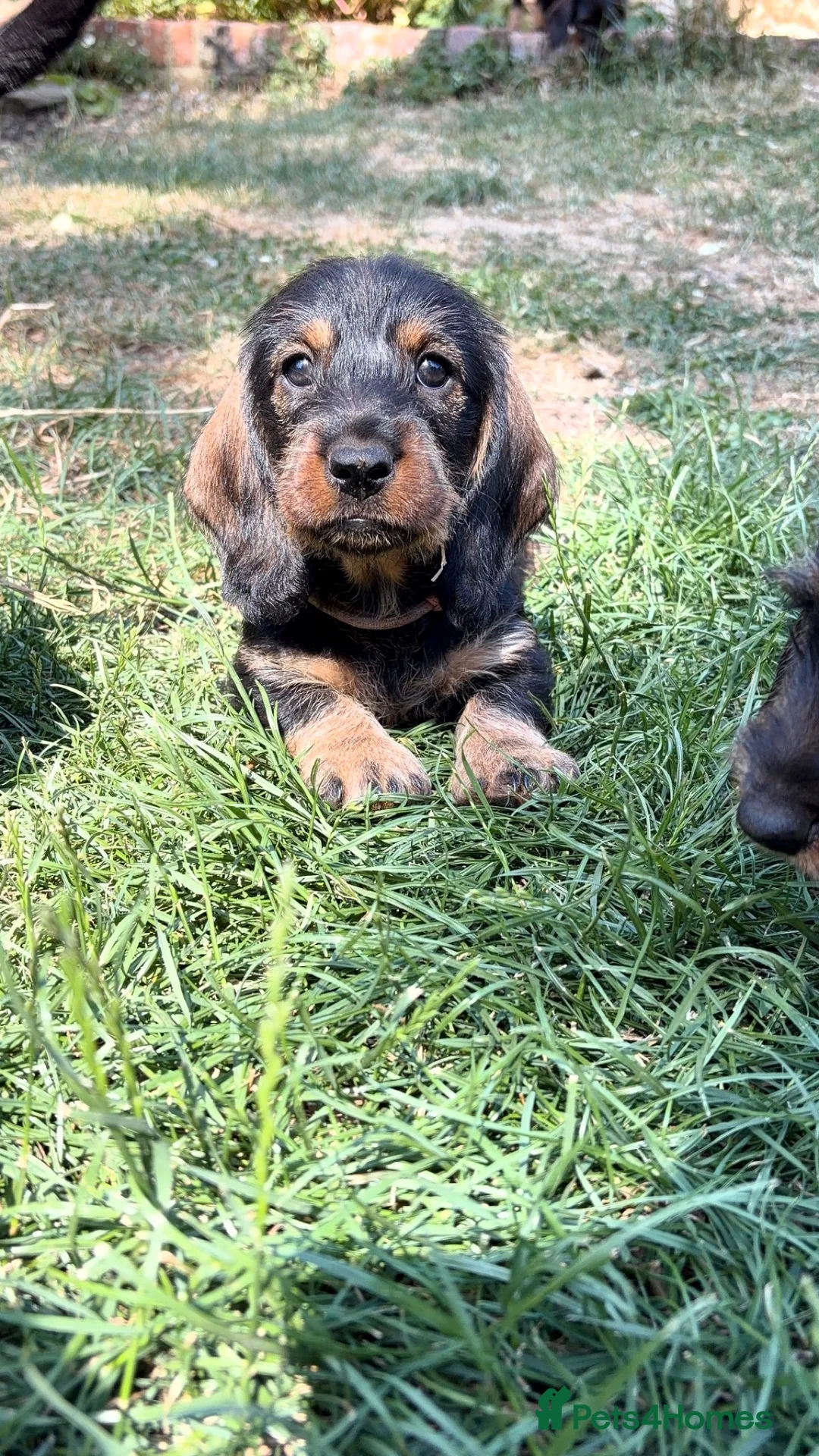 Dachshund dogs for sale: Standard Wirehaired Dachshund - Advert 2