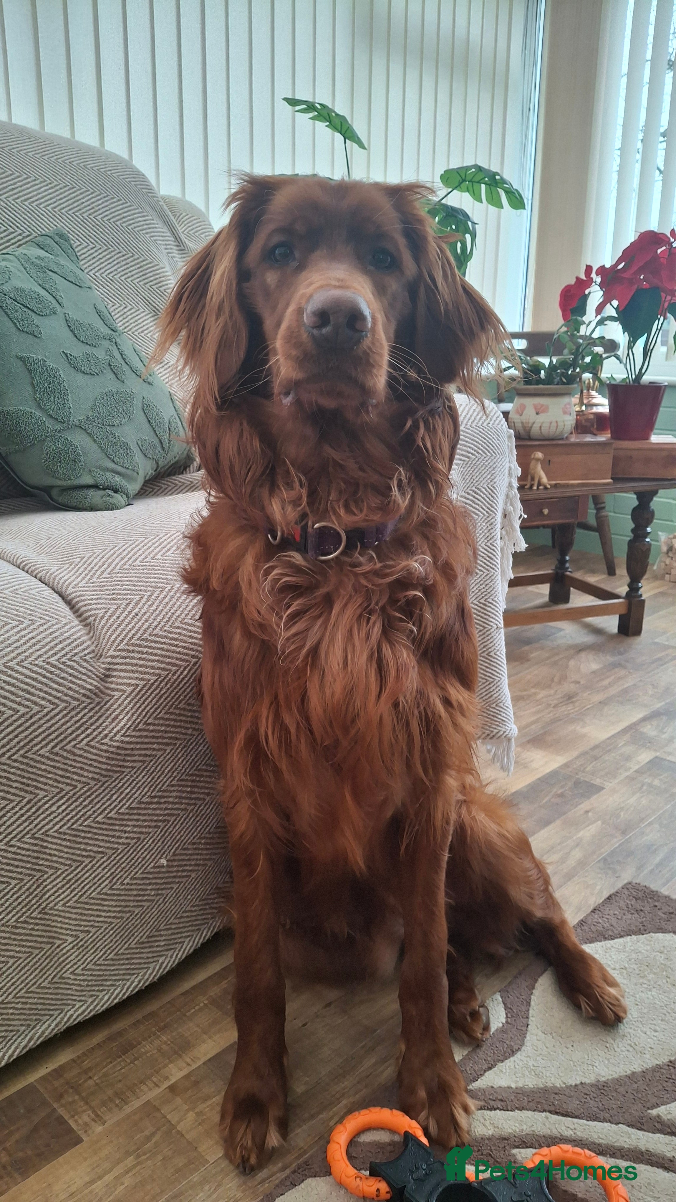 Mixed Breed dogs Irish Setter For sale - Advert 1