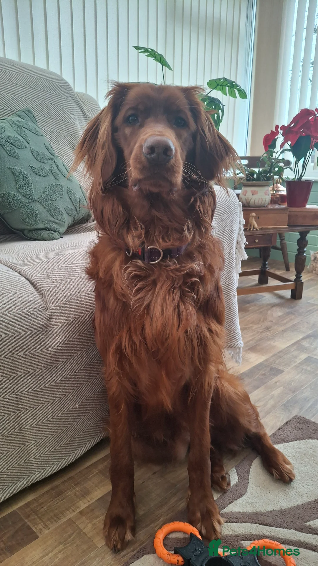 Mixed Breed dogs for sale: Irish Setter For sale - Advert 1