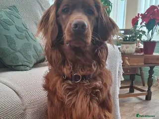 Mixed Breed dogs Irish Setter For sale - Advert 1
