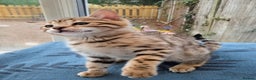 Bengal cats for sale: Bengal Kittens Purebreed Ready to Leave - Advert 7