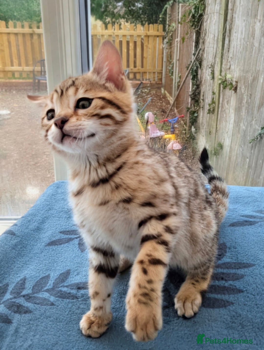Bengal cats for sale: Bengal Kittens Purebreed Ready to Leave - Advert 7