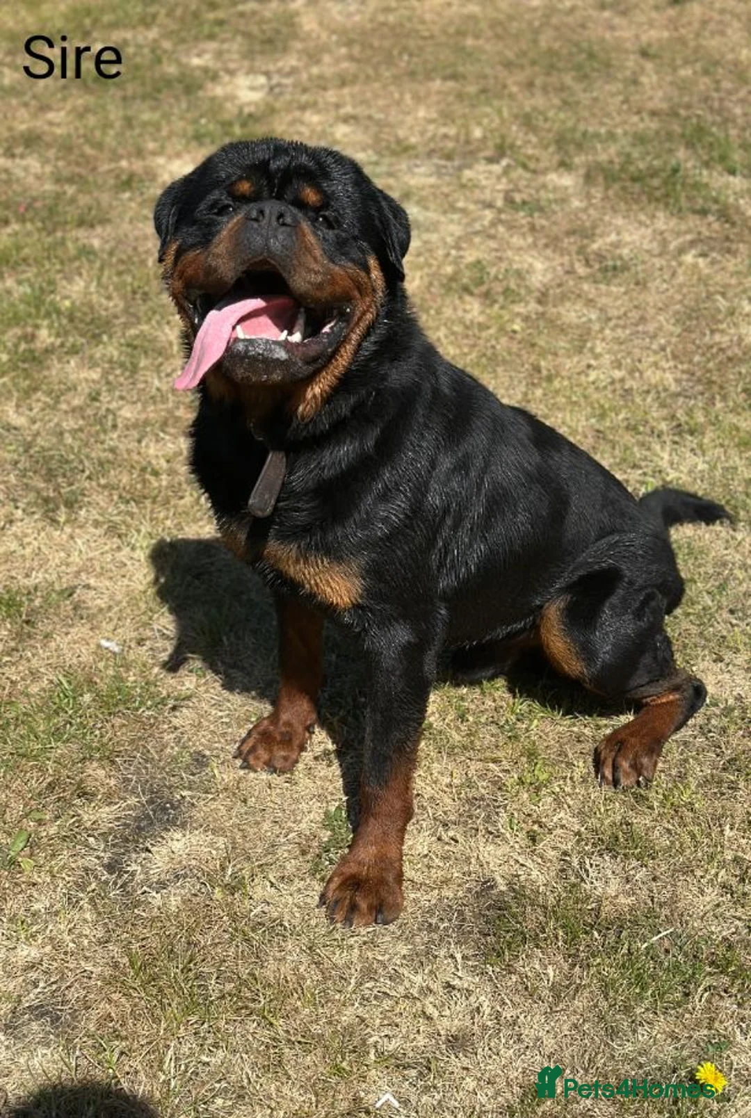 Rottweiler dogs for sale: Exceptional KC Registered Ch bloodline Rottie pups - Advert 4