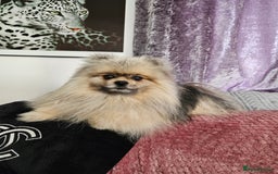 Pomeranian dogs for sale: Pomeranian show dogs x2 - Image 3