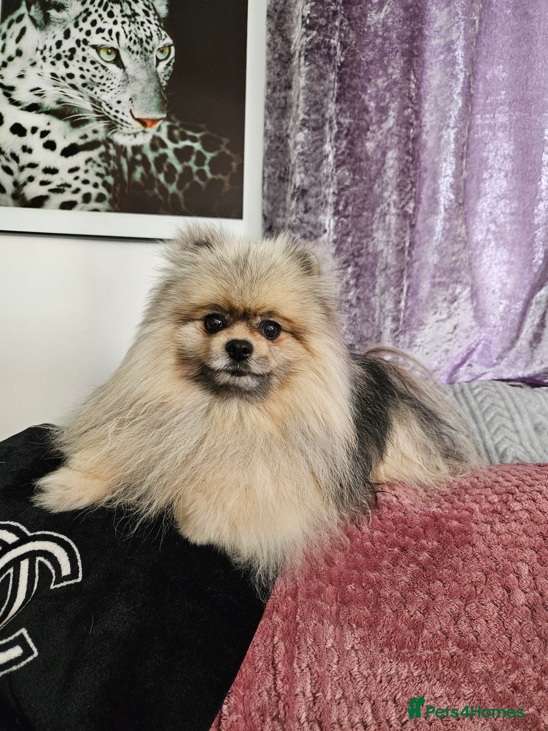 Pomeranian dogs for sale: Pomeranian show dogs x2 - Image 3