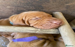Hungarian Vizsla dogs for sale: Hungarian Vizsla puppies - Image 4