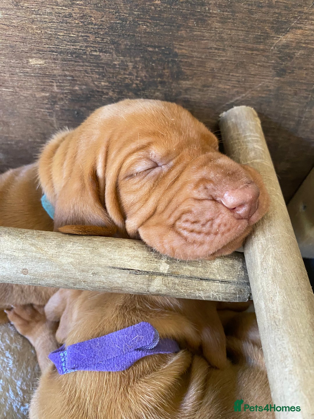 Hungarian Vizsla dogs for sale: Hungarian Vizsla puppies - Image 4