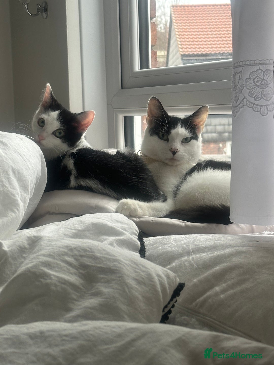 Mixed Breed cats for sale: Turkish angora kitten  - Advert 3