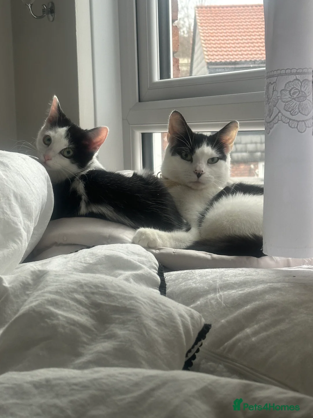 Mixed Breed cats for sale: Turkish angora kitten  - Advert 3