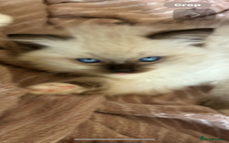Ragdoll cats for sale: Ragdoll Kittens ready now* - Image 2