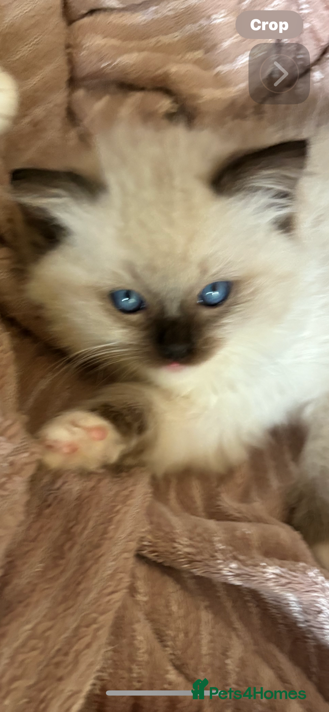 Ragdoll cats for sale: Ragdoll Kittens ready now* - Image 2
