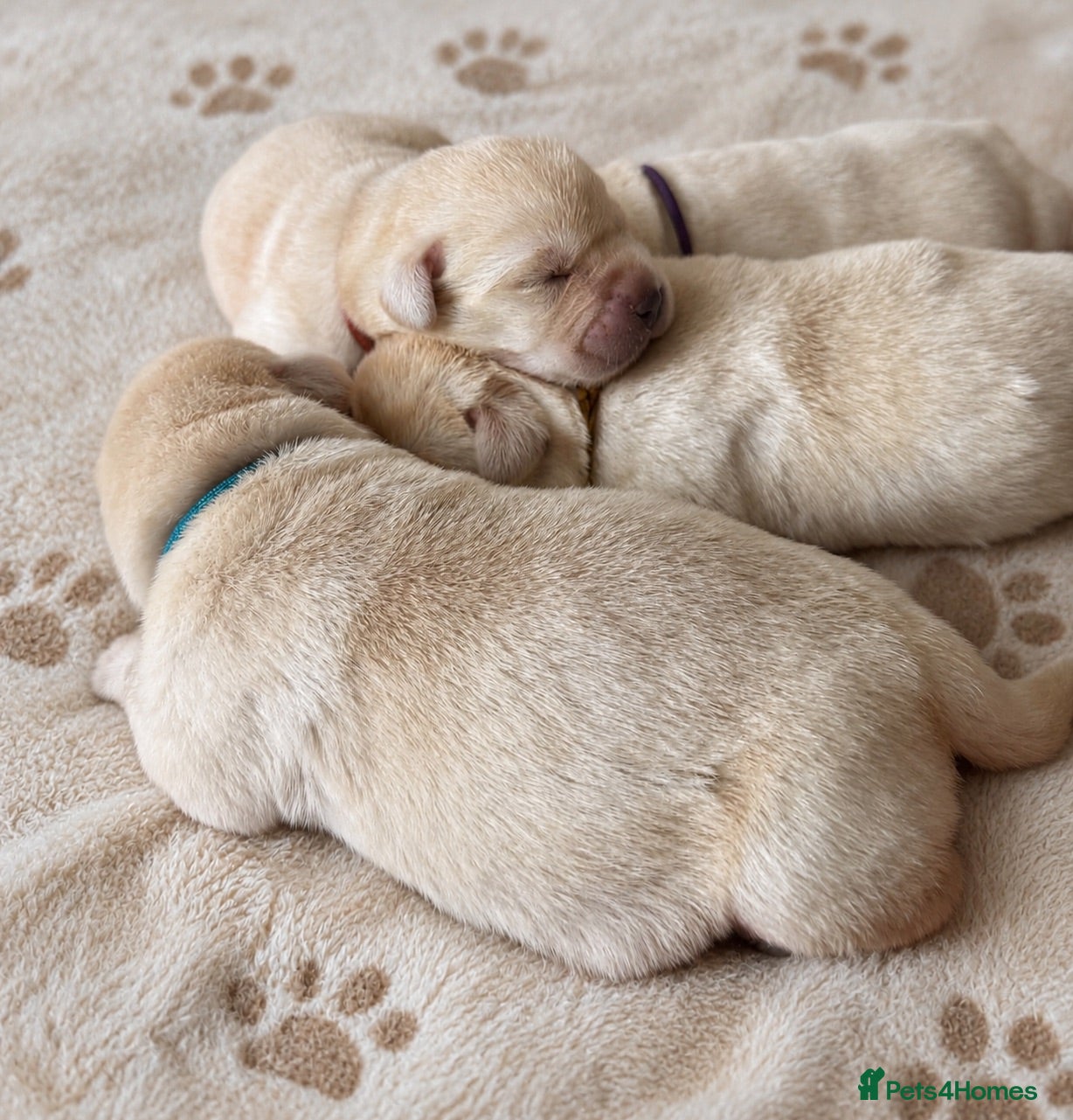 Labrador Retriever dogs Show bred Labrador puppies due  - Advert 3