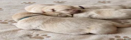 Labrador Retriever dogs for sale: Show bred Labrador puppies (parents health tested) - Advert 5